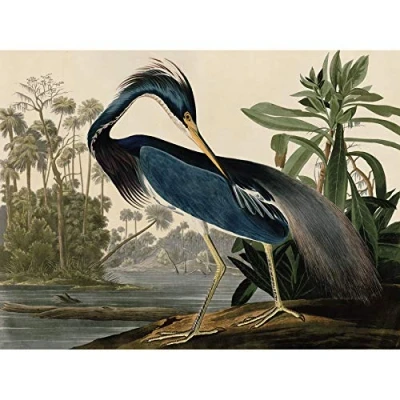 Image of Artery8 Audubon Birds Louisiana Heron Painting Unframed Wall Art Print Poster Home Decor Premium