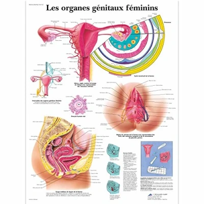 Image of 3B Scientific anatomical board, 1
