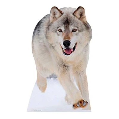 Image of Star Cutouts Cut Out of Wolf