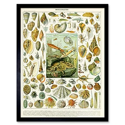 Image of Artery8 Millot Encyclopedia Page Molluscs Shells Art Print Framed Poster Wall Decor 12x16 inch