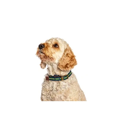 Image of Fatface Bold Stripe Blue and Yellow Woven Genuine Leather Trim Metal Buckle Dog/Puppy Collar Medium 20mm 40 50 cm