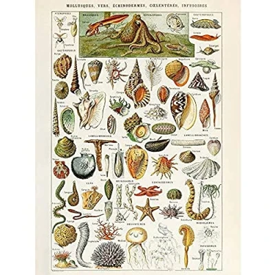 Image of Artery8 Millot Encyclopedia Page Shells Molluscs Art Print Canvas Premium Wall Decor Poster Mural