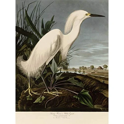 Image of Artery8 Audubon Birds Snowy Heron Painting Large Wall Art Poster Print Thick Paper 18X24 Inch