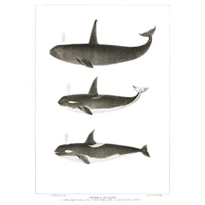 Image of Wee Blue Coo Orca Killer Whales Art Print Poster Wall Decor 12X16 Inch