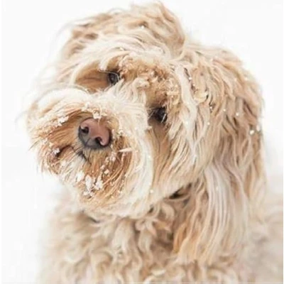 Image of Pack of 6 Paper House Charity Christmas Cards (PH CHPT0023) Anything For Me? Dog in the Snow Sold Aid British Heart Foundation, Marie Curie, Oxfam, NSPCC, Parkinson&#039;s UK, Stoke Association