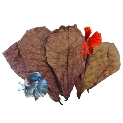 Image of 10Pcs Indian Almond Leaves for Betta Fish Tank Water Treatment, Catappa Reduce Stress, pH Down Aquarium Conditioner, Stealthy Environment Shrimp Crabs Turtles and Fishes