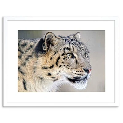 Image of Wee Blue Coo PHOTO SNOW LEOPARD FACE CLOSE UP BIG CAT FRAMED PRINT F97X6333