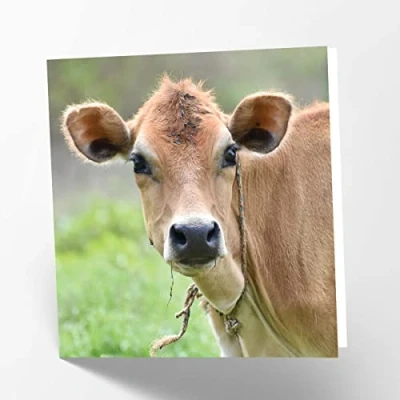 Image of Maturi Friesian Cow Photographic Blank Birthday Greetings Card, 15.5 x cm