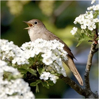Image of Nightingale bird greeting card with sound. Great gift for birdwatchers.