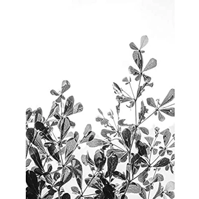 Image of Wee Blue Coo Black White Photography Plant Unframed Art Print Poster Wall Decor 12X16 Inch