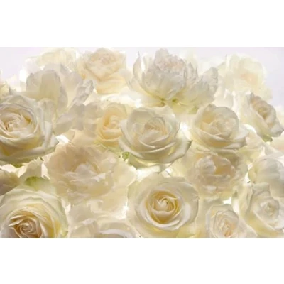 Image of Komar XXL4 007 368 x 248 cm &quot;Shalimar Ivory Roses Flower Floral&quot; Wallpaper Mural White/Off White (Pack of 4)