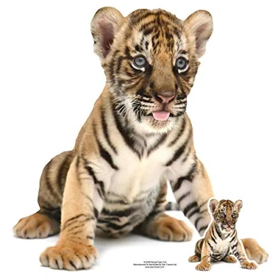 Image of Star Cutouts SC1440 Bengal Tiger Cub Sitting Mini Cardboard Perfect for Animal Lovers, Indian Theme Parties and Events Height 73cm, Multicolour, Solid, Regular