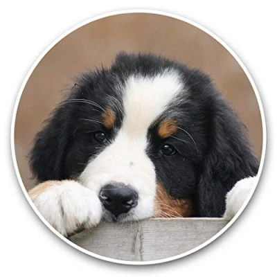 Image of Awesome Vinyl Stickers (Set of 2) 15cm Cute Bernese Mountain Dog Puppy Fun Decals for Laptops,Tablets,Luggage,Scrap Booking,Fridges #44758
