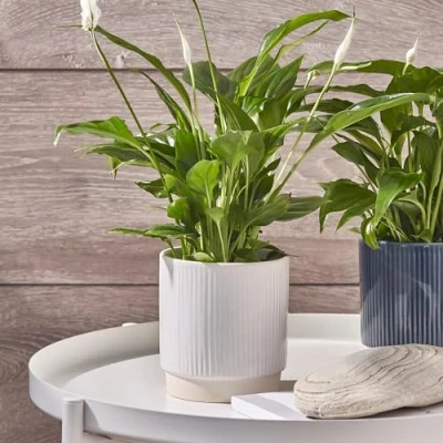 Image of Ivyline Planter, Ceramic, White, 11.5 x 11.5cm