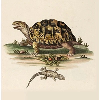 Image of Tortoise Natural History 14x14cm Greetings card (Blank Inside)