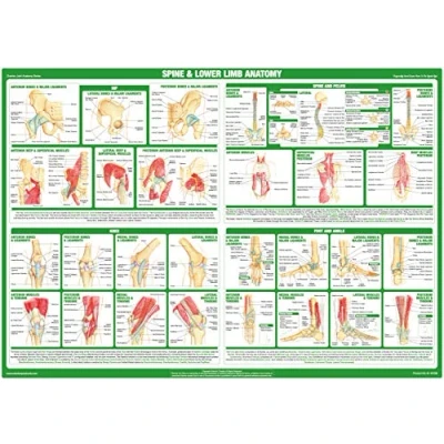 Image of Joint Anatomy Chart Series (A2 Paper Format, Spine and Lower Limb Chart)