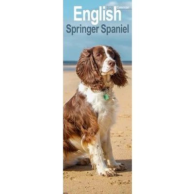 Image of English Springer Spaniel Slim Calendar 2026