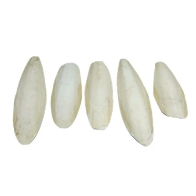 Image of Britten &amp; James Pack of 5 large natural Cuttlefish, 5.5 to 8 inches, 13 20cm suitable for parakeets, budgies and canaries, tortoises, turtles, snails terrapins
