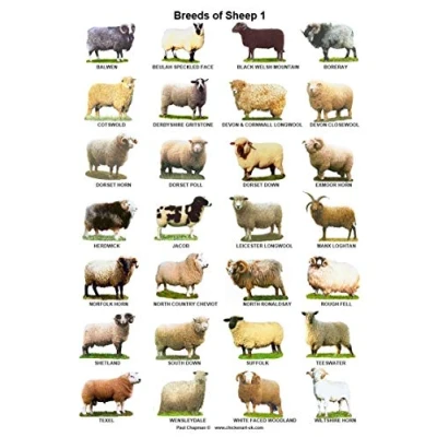 Image of Inga Breeds Of Sheep Posters Parlor Cafe Garage Poster Funny Gift Metal Signs 8x12 inch
