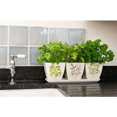 Image of Iona Buchanan Herbs Eco Pots Set of 3 With Tray Gift Packaged