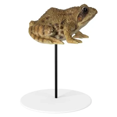Image of Vivid Arts Frog Plant Pal PLP 128