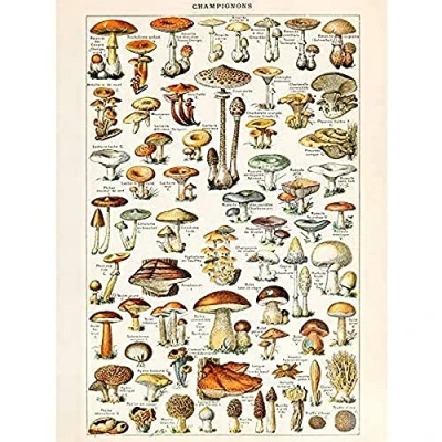 Image of Millot Encyclopedia Page Mushrooms Fungus Unframed Wall Art Print Poster Home Decor Premium