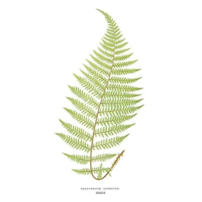 Image of Wee Blue Coo Fern Polypodium Alpestre Art Print Poster Wall Decor 12X16 Inch