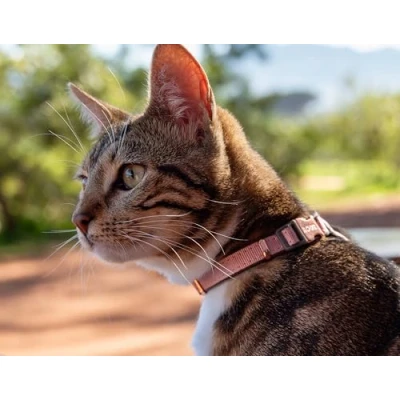Image of Rogz URBAN Cat Collar Pink Blush with break away safety buckle