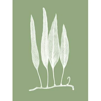 Image of Wee Blue Coo White and Green Exotic Plant Unframed Art Print Poster Wall Decor 12x16 inch