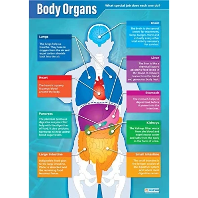 Image of Daydream Education Body Organs Science Poster EXTRA LARGE A1 (850mm x 594mm) Gloss Paper Secondary School Wall Charts