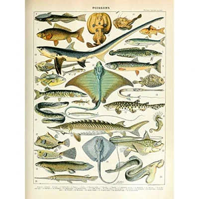 Image of Artery8 Millot Encyclopedia Page Sea Fish Variety Art Print Canvas Premium Wall Decor Poster Mural