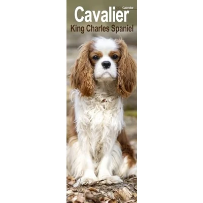 Image of Cavalier King Charles Slim 2025 Slimline Wall Calendar Dog Breed Calendar: Original Avonside Kalender [Mehrsprachig] [Kalender]
