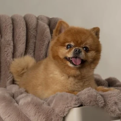 Image of Scruffs Aspen Dog/Pet Blanket