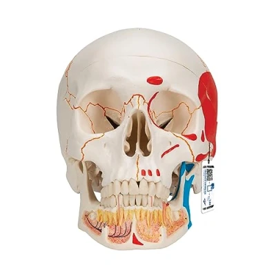Image of 3B Scientific Human Anatomy Classic Skull Model with Opened Lower Jaw, Painted, Magnetic Connections, 3 Part and Free App Smart