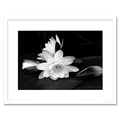 Image of Wee Blue Coo White Flower Bloom Black Background Picture Framed Wall Art Print