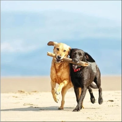 Image of Woodmansterne Blank Photographic Open Greeting Card Eco Friendly From The Framed Range Best of Friends Dogs Running on Beach Suitable For Birthdays And Other Occasions, 158 x 157mm