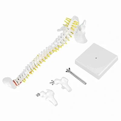 Image of Spine Model Removable Flexible Human 45cm for Skeleton Anatomy Study Teaching Learning Tool