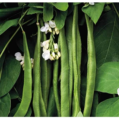 Image of Delicious Runner Bean Moonlight seeds British Vegetable Kitchen Garden 1 x Seed Packet by Thompson and Morgan