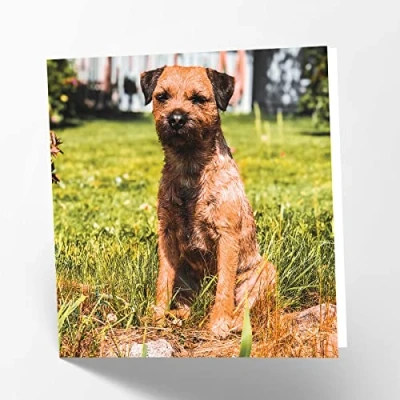 Image of Maturi Border Terrier Dog Photographic Blank Birthday Greetings Card, 15.5 x cm