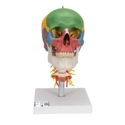 Image of 3B Scientific Human Anatomy Didactic Skull Model on Cervical Spine with Magnetic Connections, 4 Part + free App Smart