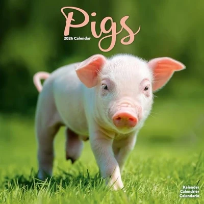 Image of Pigs Calendar 2026