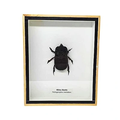 Image of VIE Naturals Taxidermy Rhino Beetle, 13x15.5cm