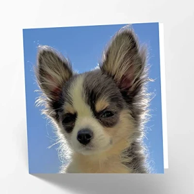 Image of Maturi Chihuahua Dog Photographic Blank Birthday Greetings Card, 15.5 x cm