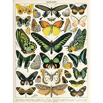 Image of Artery8 Millot Encyclopedia Page Moths Butterflies Large Wall Art Poster Print Thick Paper 18X24 Inch