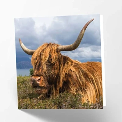 Image of Maturi Highland Cow Photographic Blank Birthday Greetings Card, 15.5 x cm