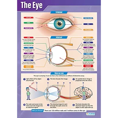 Image of the Eye Science Posters Laminated Gloss Paper measuring 850mm x 594mm (A1) Charts for Classroom Education by Daydream