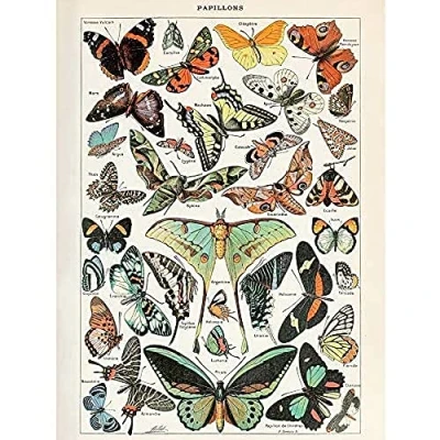 Image of Artery8 Millot Encyclopedia Page Variety Butterflies Unframed Wall Art Print Poster Home Decor Premium
