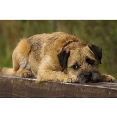 Image of DIY 5D Diamond Painting Full Round Drill Kits Border Terrier Dog Embroidery Rhinestone Cross Stitch Arts Craft for Home Wall Decor 30x40cm