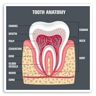 Image of 2 x 10cm Tooth Diagram Vinyl Stickers Teeth Dentist Science Sticker #34403 (10cm Wide)