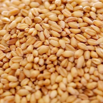 Image of Copdock Mill Whole Wheat Chicken Feed 20kg Suitable for Wild and Caged Poultry 100% Natural Made in the UK